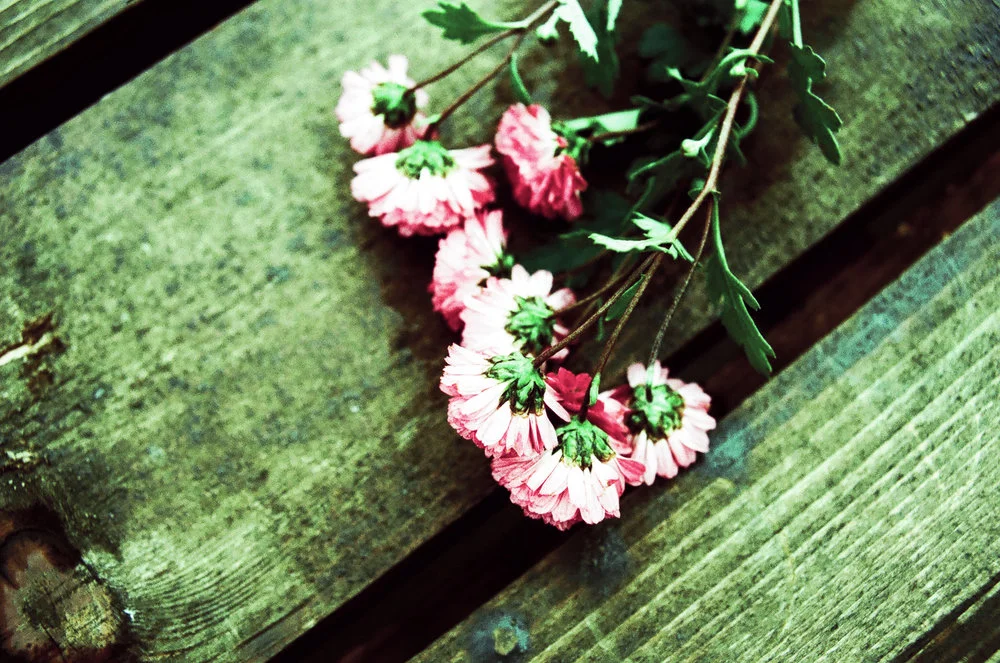 Short-cuts 44, par Nina Rendulic