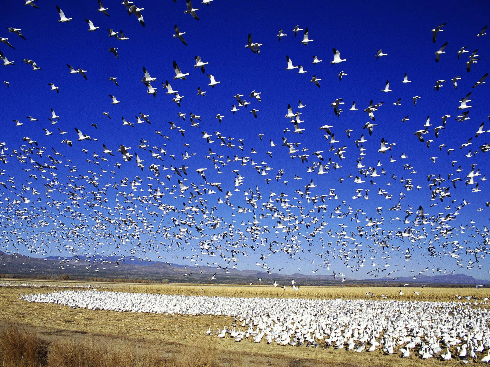 Mort de milliers d'oies blanches qui se sont posées sur un lac toxique
