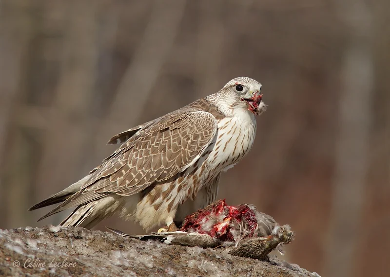 Claro nous donne les dernières nouvelles du gerfaut