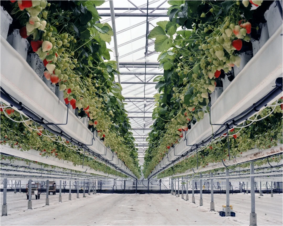 Beau comme des fraises en hiver : une enquête photo de Freya Najade sur l'agriculture hors sol