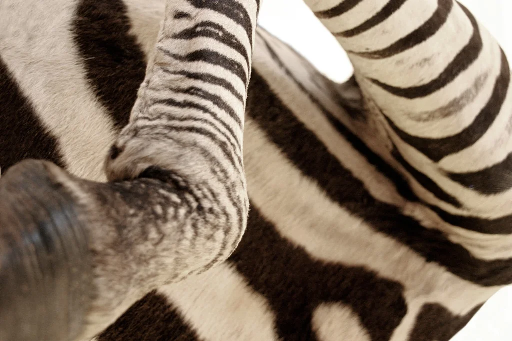 Ghyslain Bertholon et ses animaux d'humains