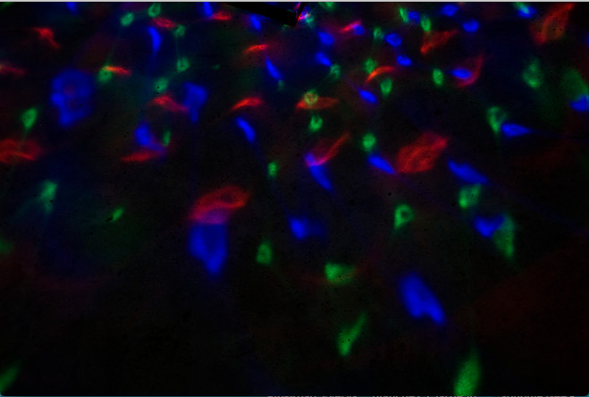 Comment, avec Pourtaud, ritualiser sans se formaliser