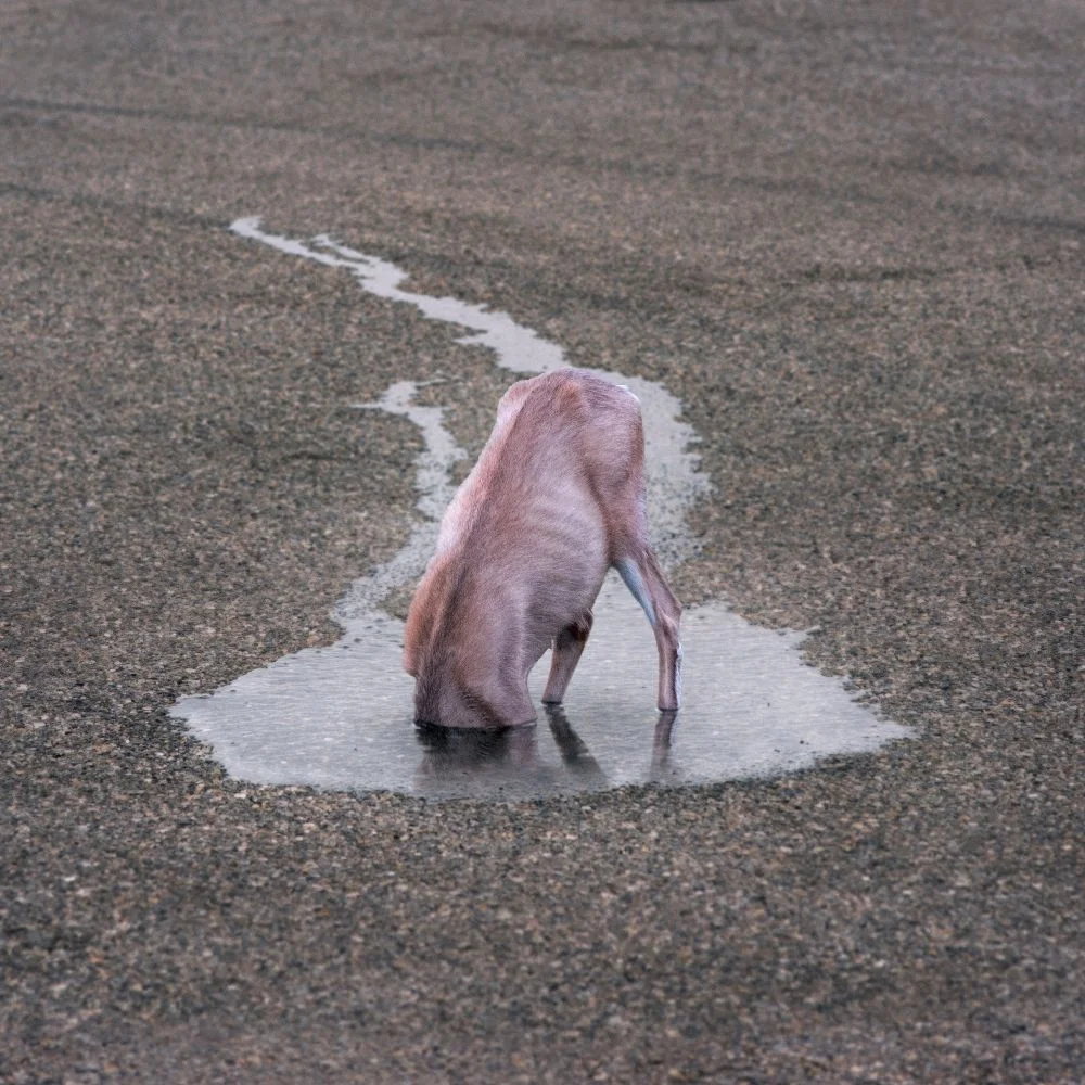 Nouvelle éthique du photographe de la vie sauvage, par Philip Kanwischer