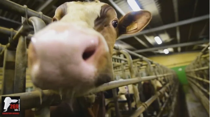 Le Black Block comme force morale : la prise d'assaut de l'abattoir Charal en vidéo