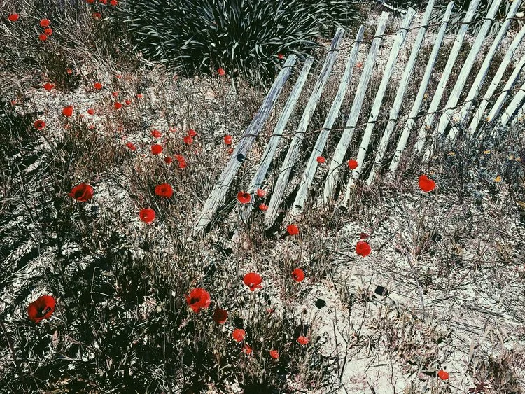 Sur les traces, par Nina Rendulic