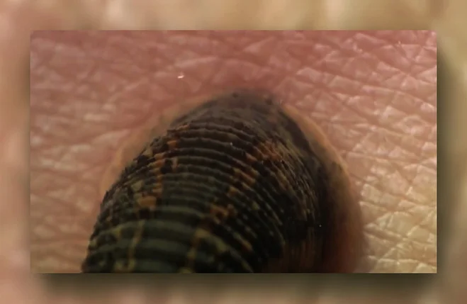 Les corps étranges des Physical Self de Laura Gozlan