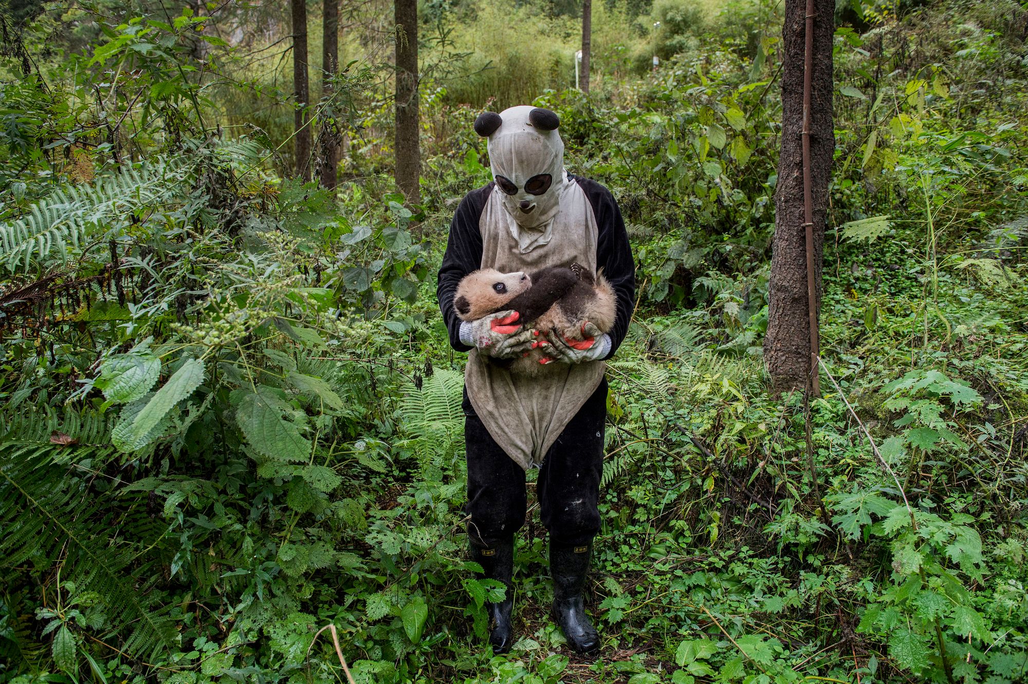 Au Hetaoping center, à Wolong, Chine, on évite le plus possible aux bébés pandas nés en captivité le contact avec un être humain dans l'espoir de les aider dans leur future vie en liberté, quand ils seront lâchés dans la réserve. From the series “Pandas gone wild.” © Ami Vitale, United States of America, 2nd Place, Professional, Natural World, 2017 Sony World Photography Awards