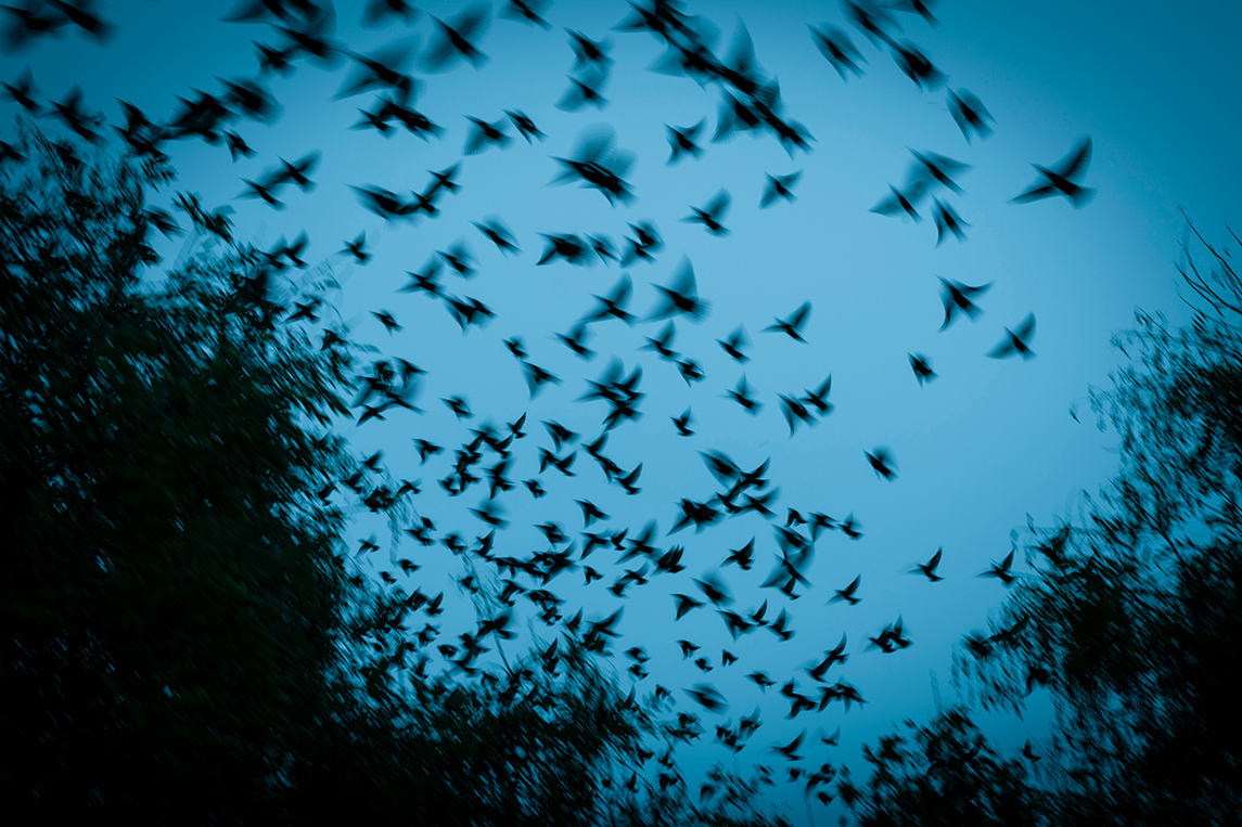Sanary, plus que Jamais (ou Photomed 2017 en résumé)