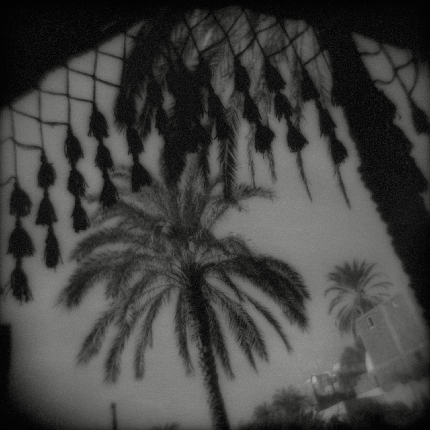 Flore Photomed 2017 ART PHOTOGRAPHIE 