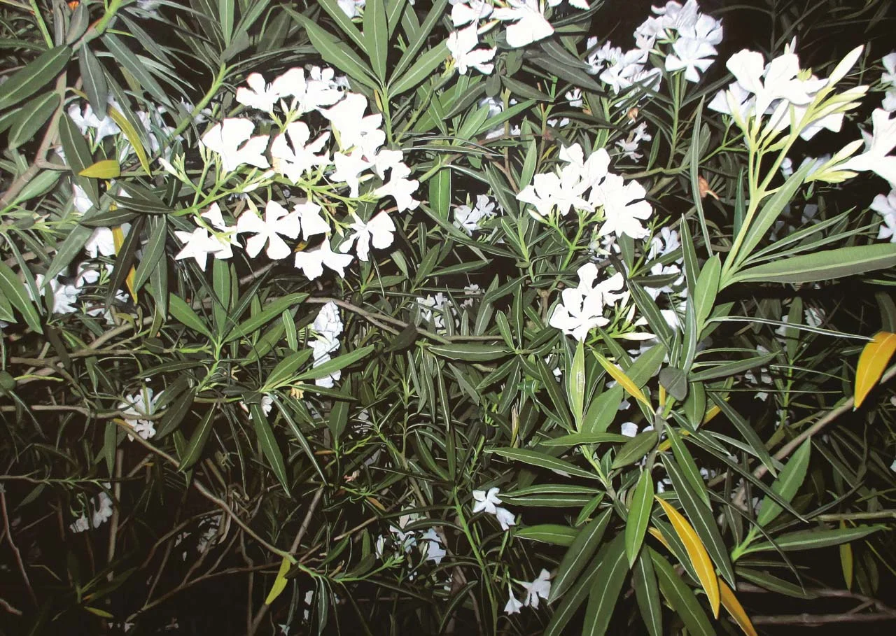 L'Entêtant parfum des aquarelles de Julien  Gorgeart 