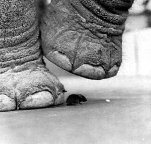 L’éléphant et la queue de la souris