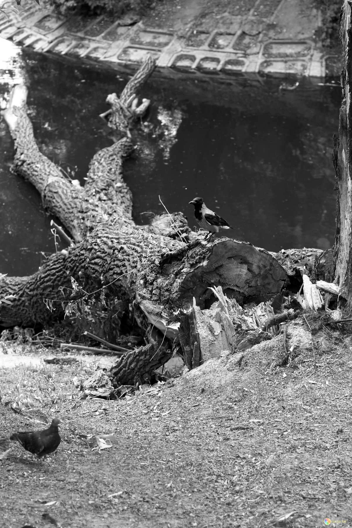 L'arbre sous lequel nous discutions asile, par Marie Cosnay