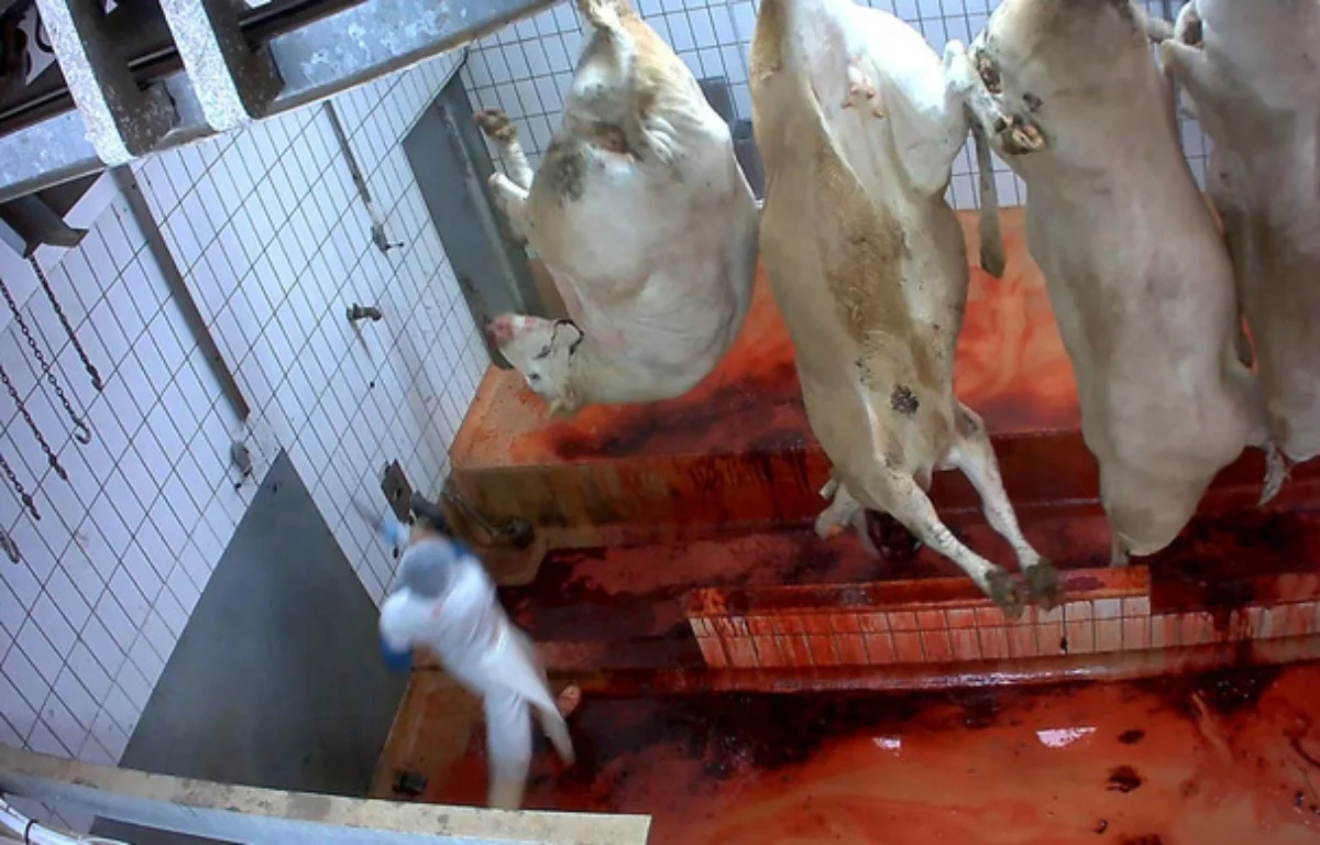 Timothée Demeillers : la tête contre les murs de l’usine à viande