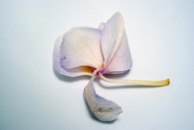 Notes sur l'amplitude, par Nina Rendulic