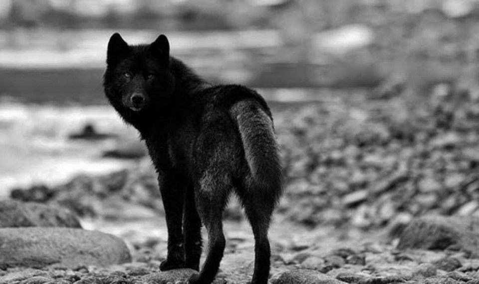 Serge Quadruppani danse avec les loups solitaires