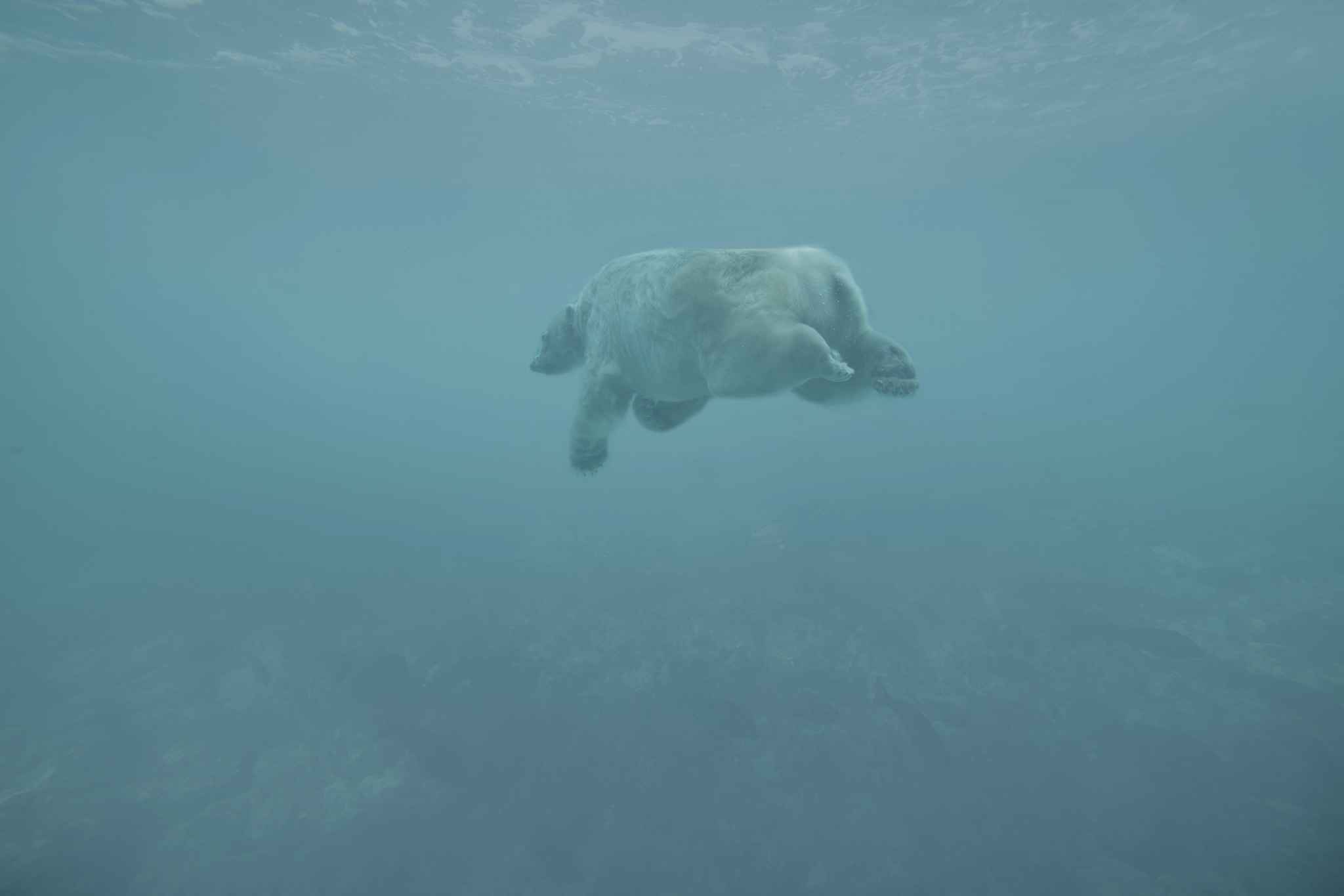 Anthony Poiraudeau : nouvelle possibilité de la littérature en baie d'Hudson 