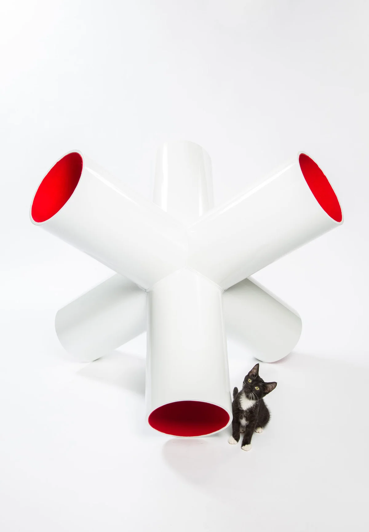 Comment prendre les chats au sérieux ? 