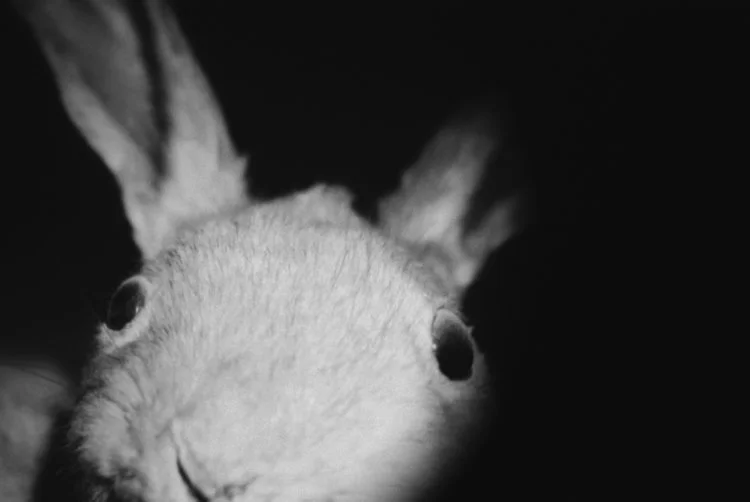 Katrin Backes et Sylvain Tanquerel : dans le noir, aussi, des animaux