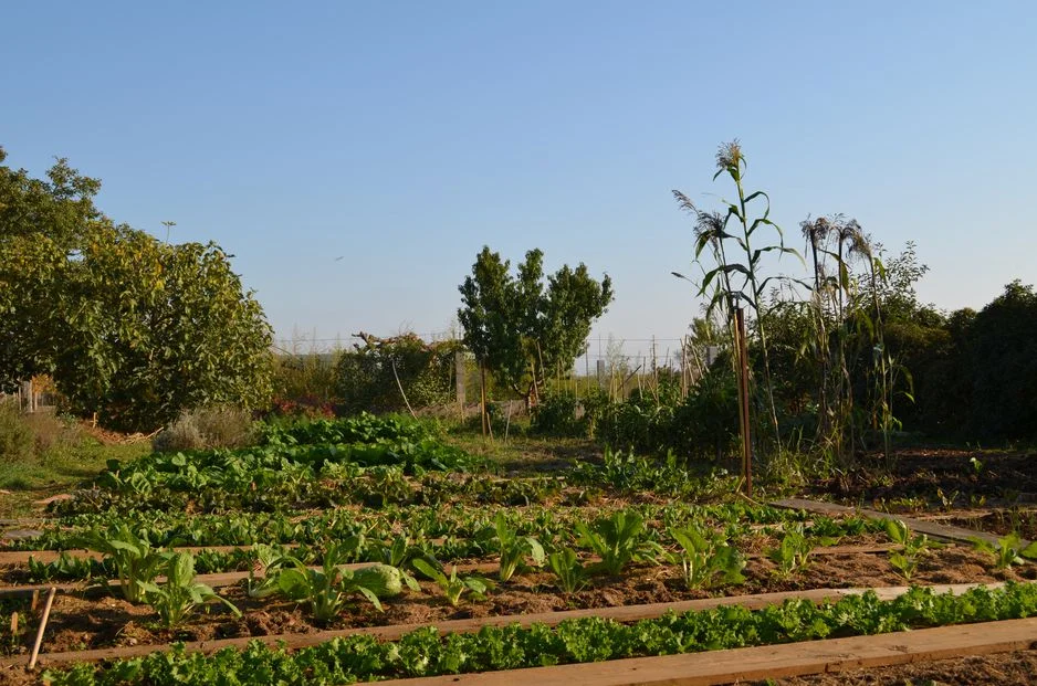 jardin.jpeg