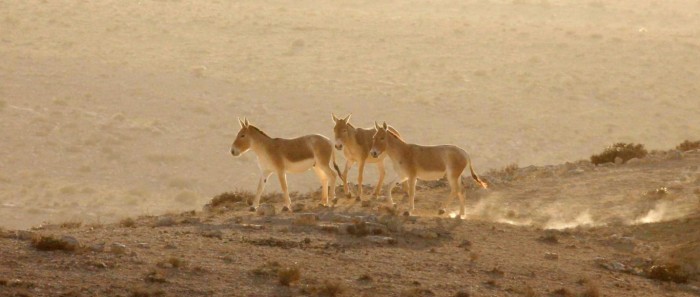 Onagres à Makhtesh Ramon. Photo Eliyahu Hershkovitz