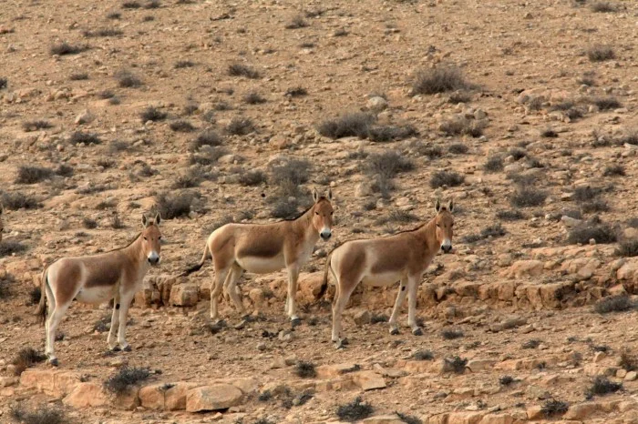 Onagres à Mitzpe Ramon. «&nbsp;Si nous les nourrissons », explique Tzoer de l'INPA, "cela va exacerber le problème. Ce qu’il faut, c’est construire des clôtures, afin qu'ils ne pénètrent pas dans les terres agricoles.&nbsp;»