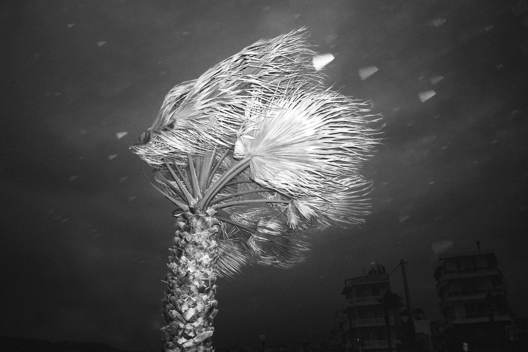 Koum Kapi (February 11, 2017) © Mehran Khalili
