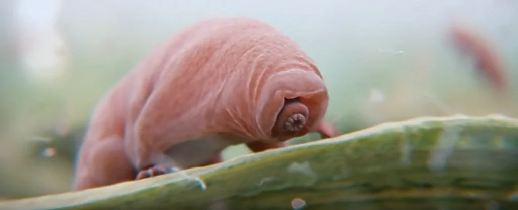 De quoi le tardigrade est-il vraiment le nom ?