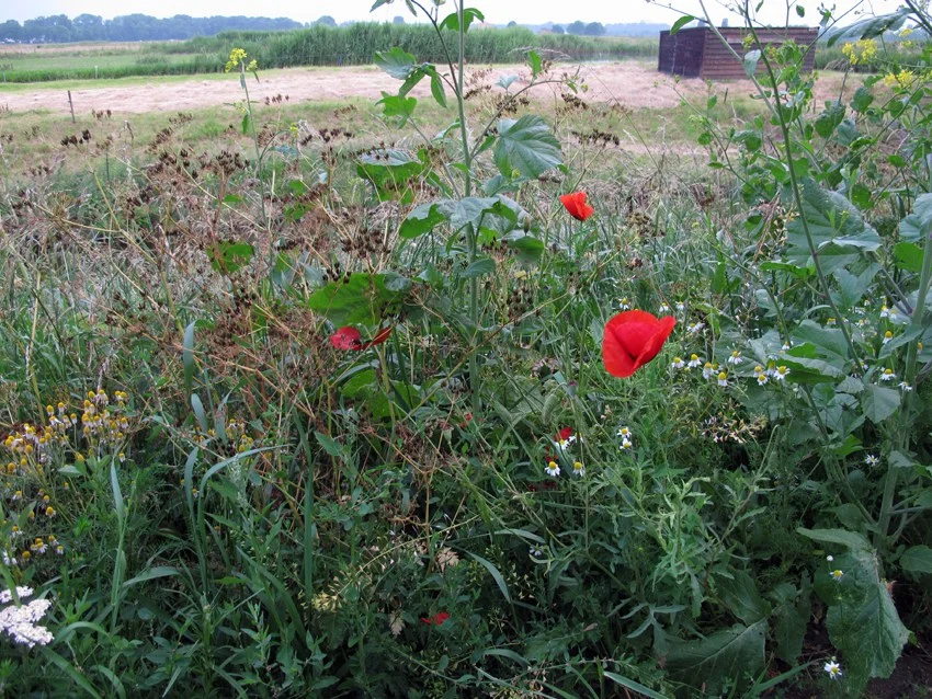 Avec Johan van der Keuken, la BPI se découvre Cinémathèque du documentaire