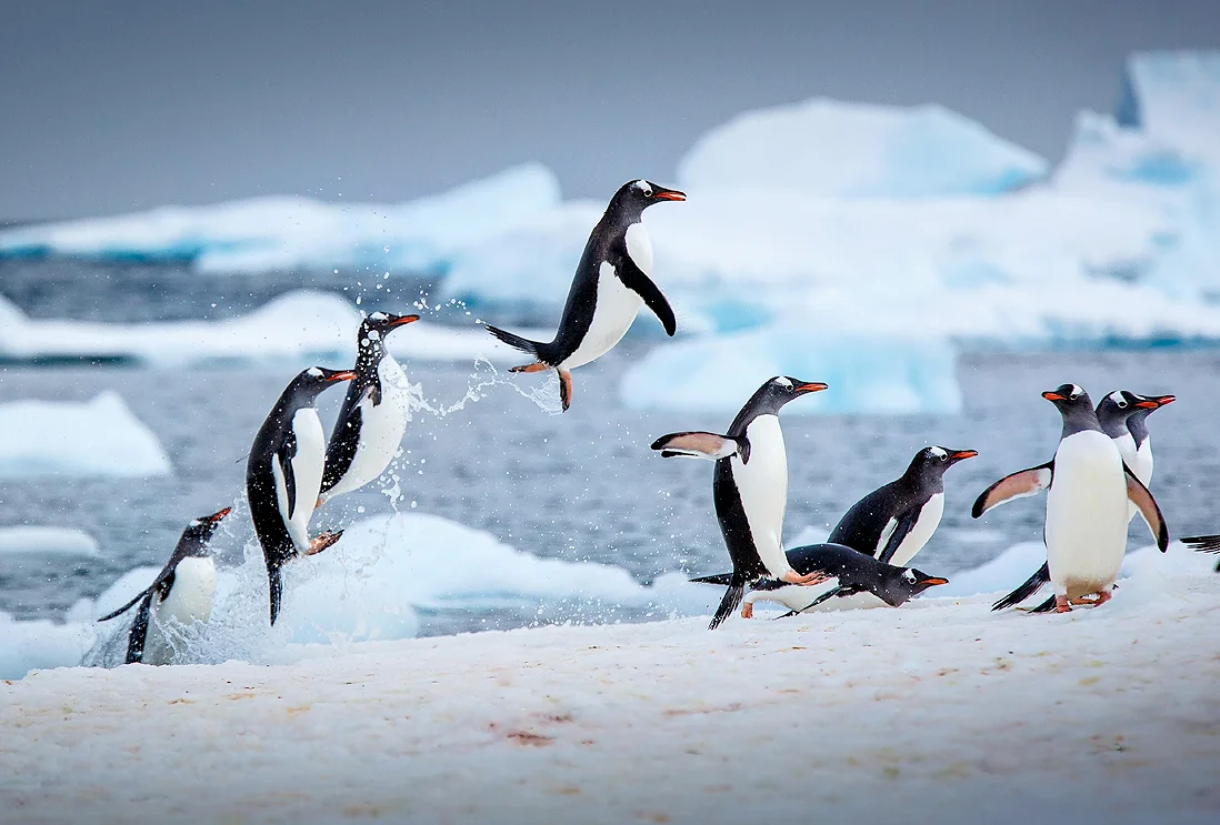 Joël Baqué : se réchauffer à l'ombre des pingouins