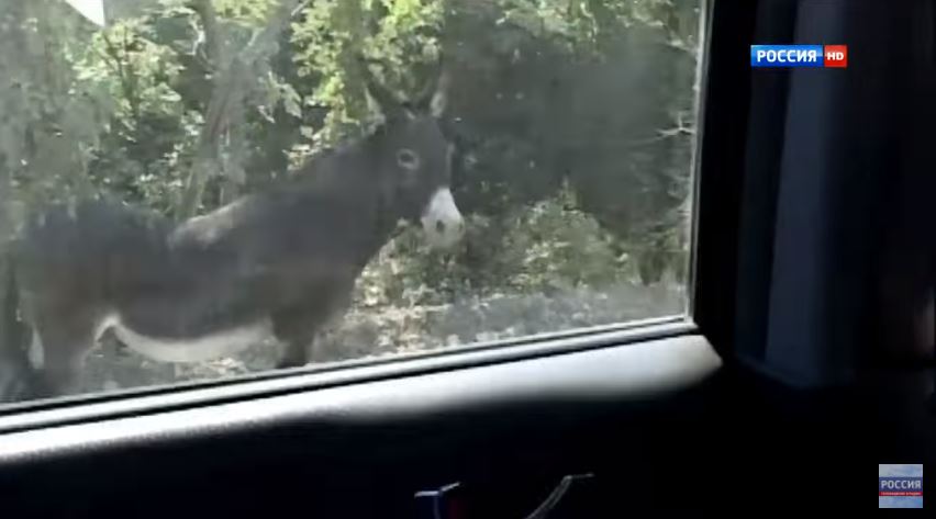 L'âne de Poutine, par André Markowicz