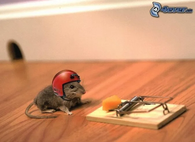 Les souris avec la philo dans le plafond