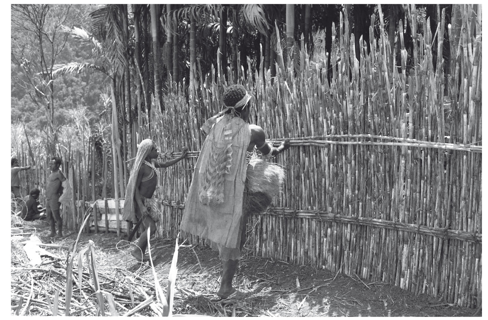 En fait, le brouhaha qui accompagne la construction collective d’un jardin individuel baruya va de pair avec un accent sur la coopération qui est propre aux groupes Anga du nord.On comprend aujourd’hui que fabriquer cet objet qu’est une barrière est…