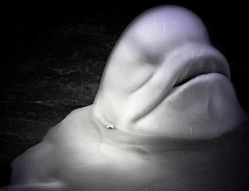 Beluga Whale_ 2017. Copyright Elliot Ross.