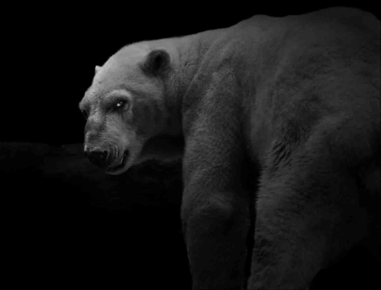 Elliot Ross aime les animaux (aussi simple que ça)