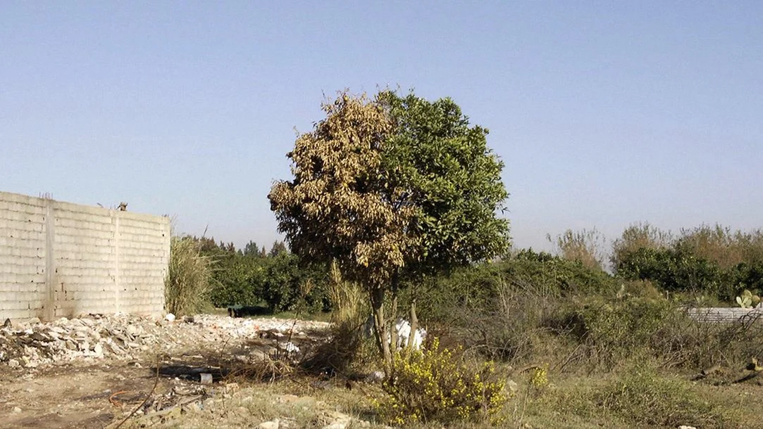 La lune et les feux : "Atlal" de Djamel Kerkar