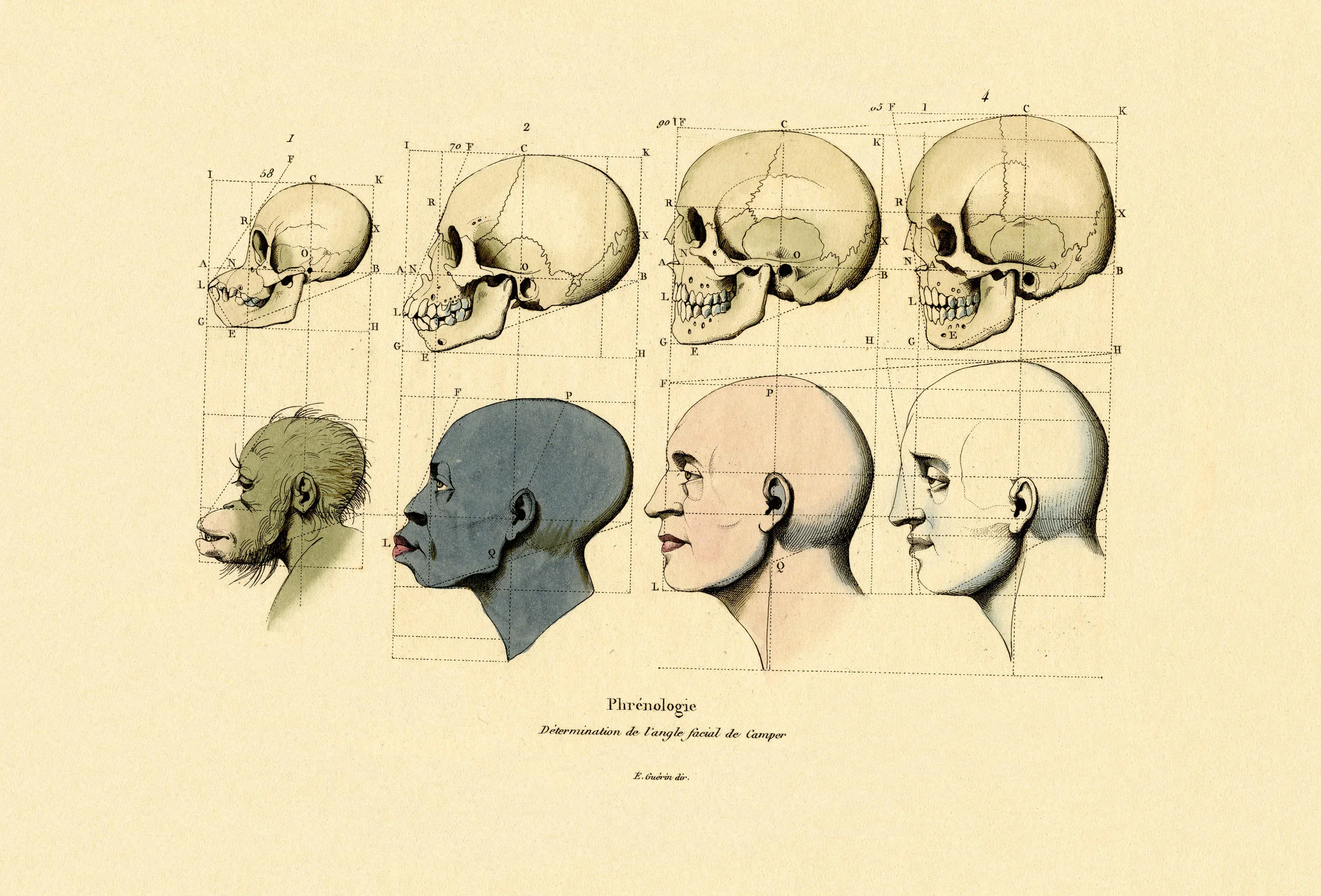 Il fallait s’y attendre : la pseudo-science des races est de retour !