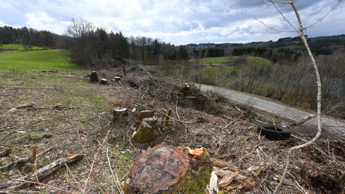 Avec LR, la Corrèze a mal à son élagage façon boucherie en gros