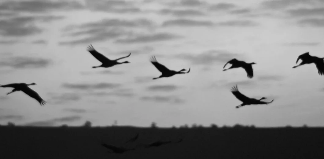 Oiseaux migrants et fonds vautour : la Grèce trois ans après l’espoir, par Dimitris Alexakis
