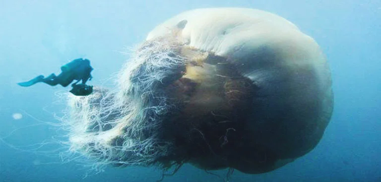lions-mane-jellyfish--768x367.jpg