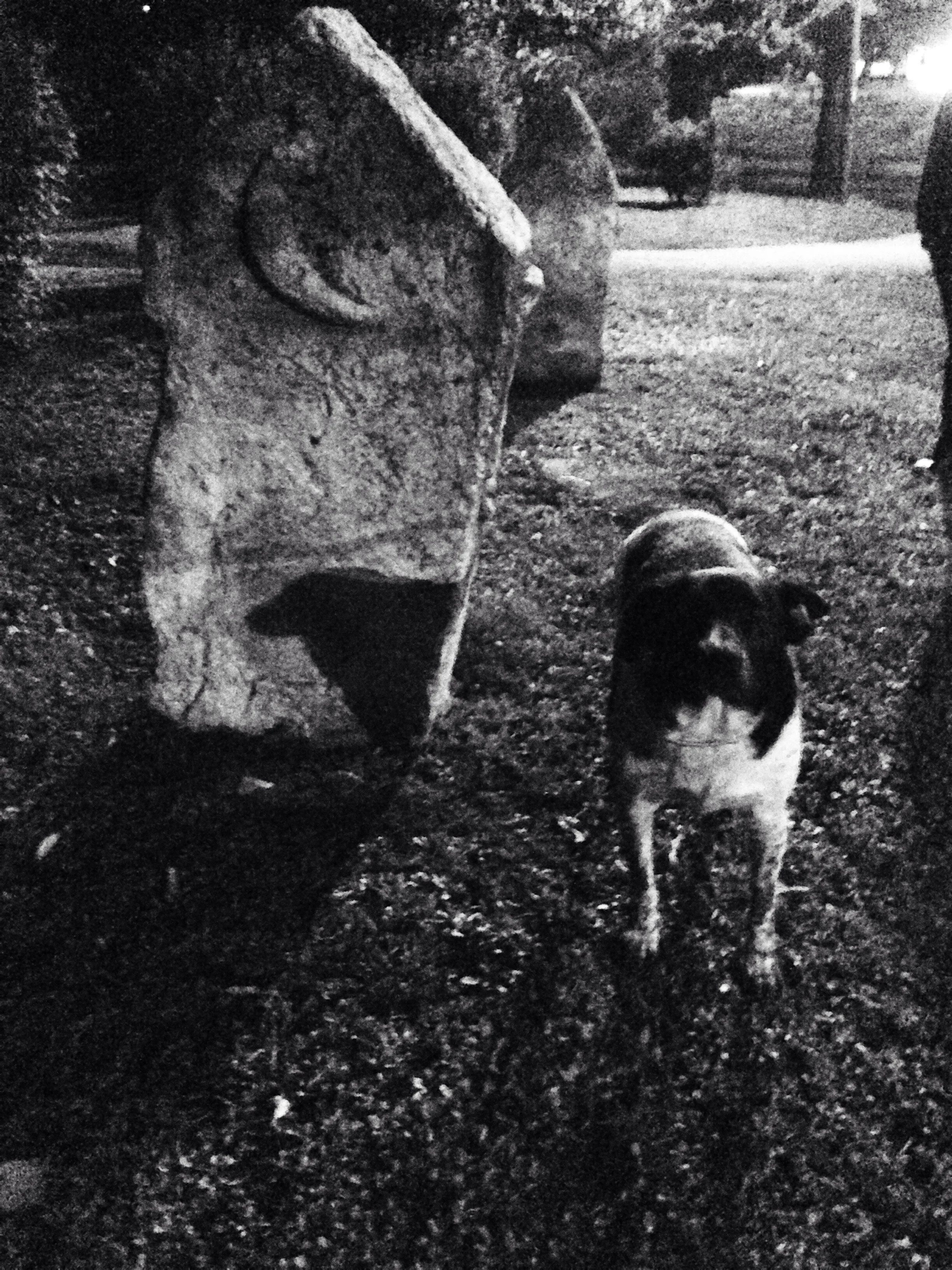 Où sont les chiens de Sarajevo ? par Tieri Briet