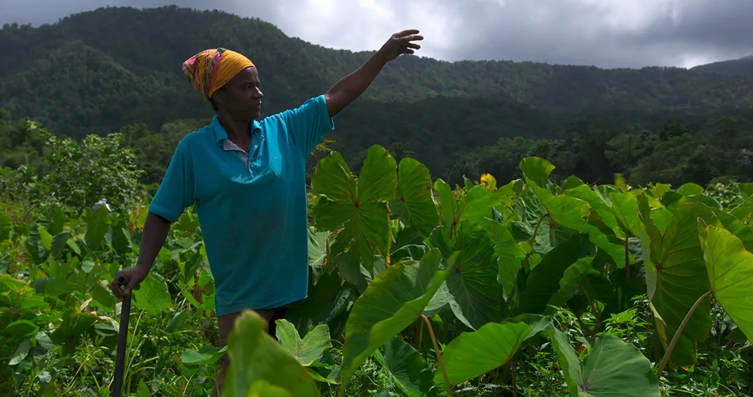 125 hectares (2019)