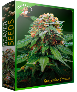 Tangerine-Dream-1.png