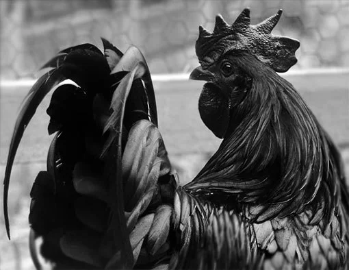 ayamcemani.jpg
