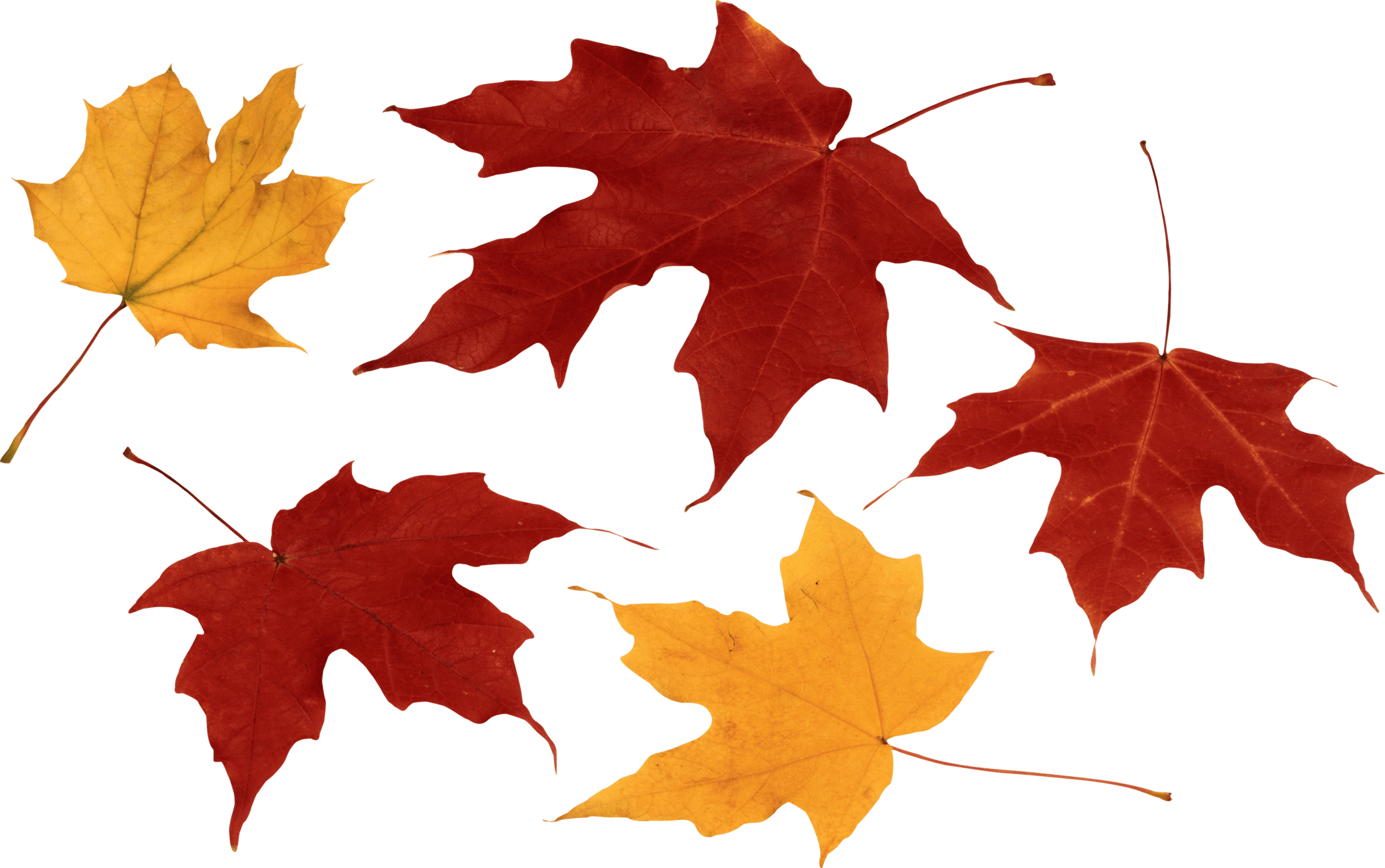 Autumn Is Coming