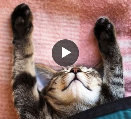 Moi, mon chat, le monde
