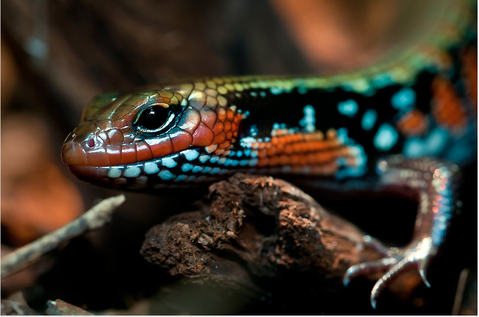 26/35 L'Homme-Sang est d'humeur taquine et reptilienne 