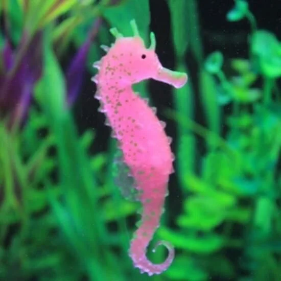 La métamorphose de l'hippocampe par Jérôme Lafargue