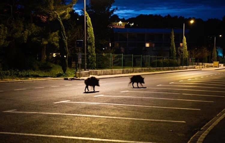 Et la rue, elle est à qui ? Les sangliers de Marseille. Photo Julien Girardot