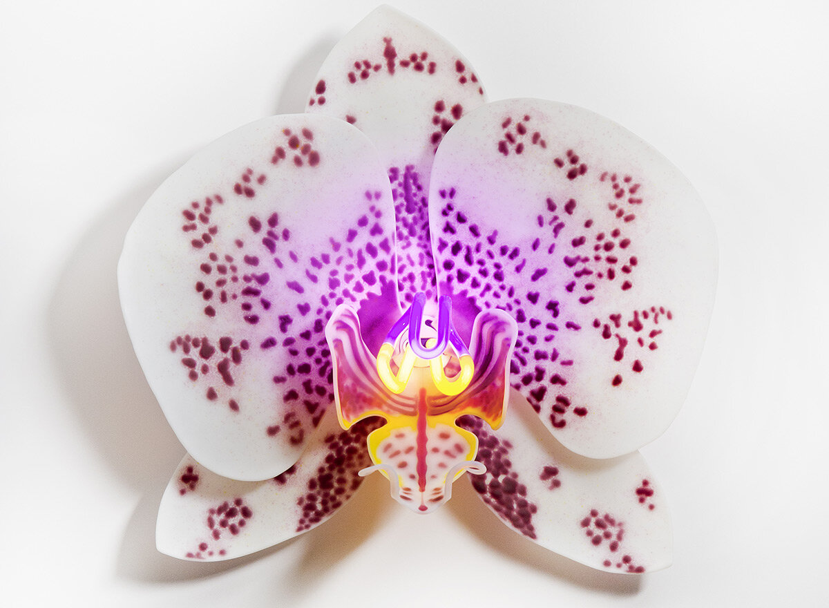 Les orchidées de verre et néon de Laura Hart vous en collent plein la vue