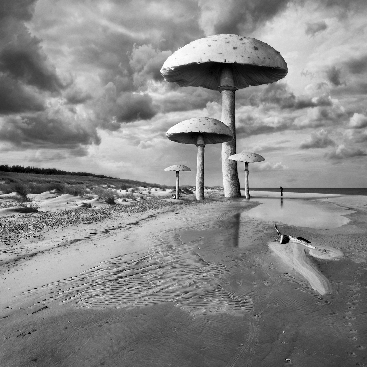 Avec Dariusz Klimczak, champis oui, champignons…